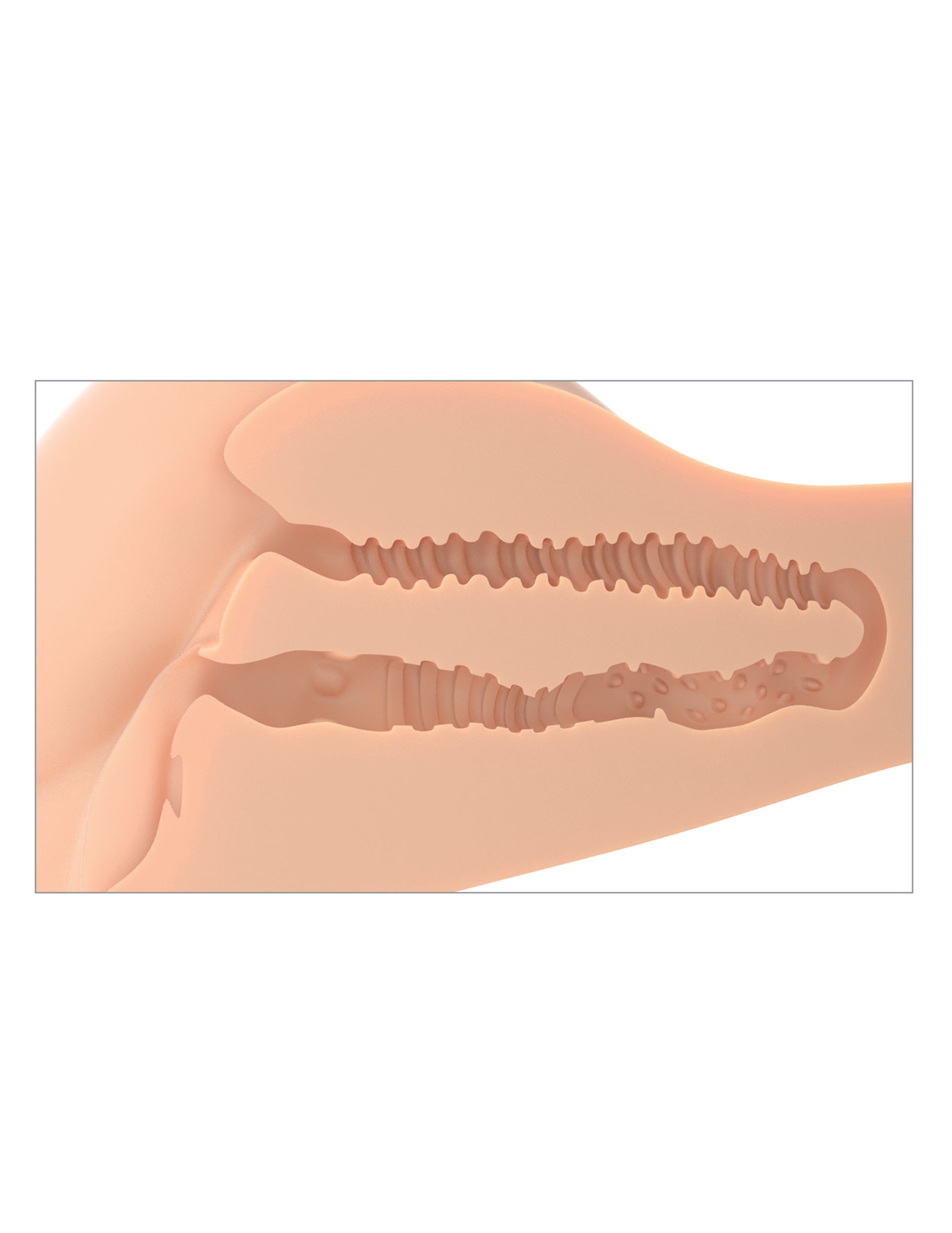 PDX Plus 360 Banger Realistic Mens Masturbator Realistic Butts And Vaginas