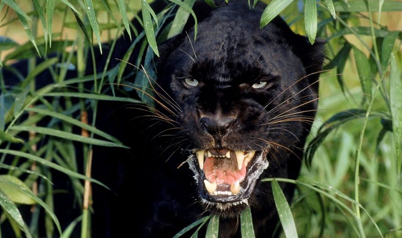 black panther delay spray