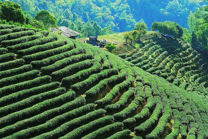 Beautiful Tea Harvesting Land