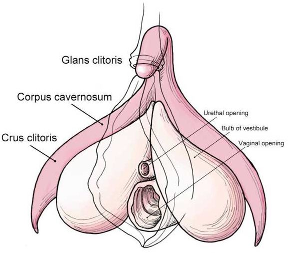 Diagram of the clitoris