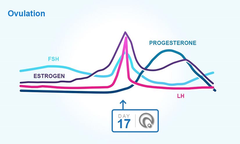 Hormones during ovulation graph