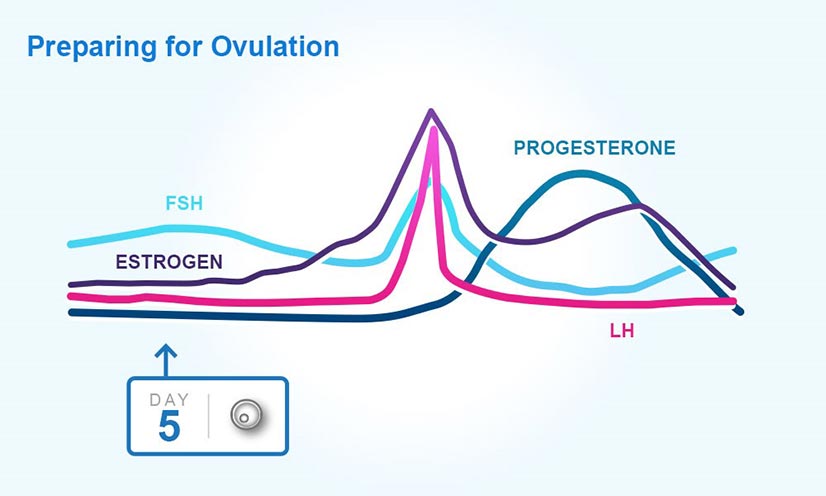 Hormones during ovulation preparation graph