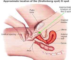 Discovering the G-Spot