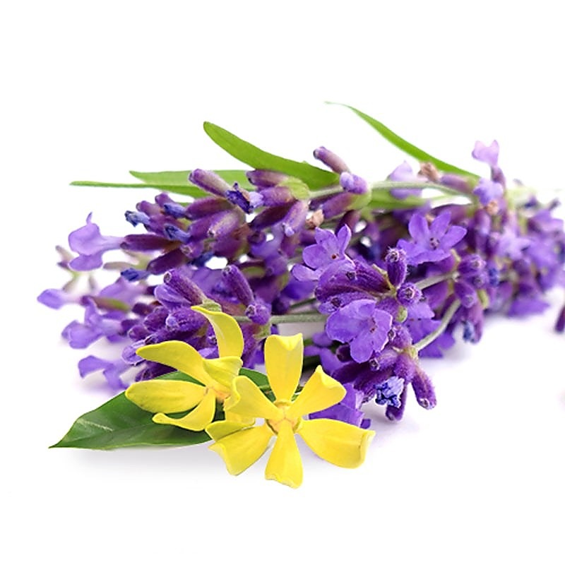 Lavender Ylang Ylang Massage Oil by Four Seasons - Massage Oils and Lubricants